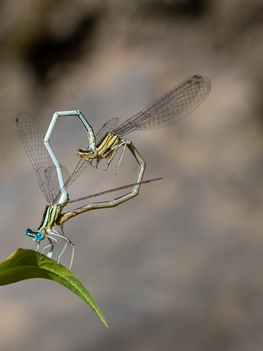 White Featherleg