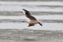 Chroicocephalus genei