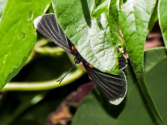 Melanis acroleuca acroleuca