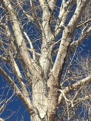 Populus × acuminata