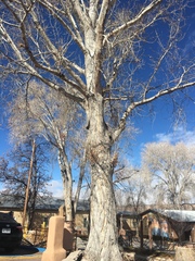 Populus × acuminata