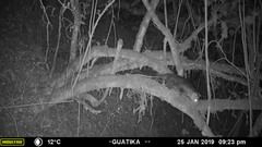 Didelphis pernigra