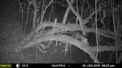 Didelphis pernigra