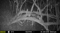 Didelphis pernigra