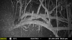 Didelphis pernigra