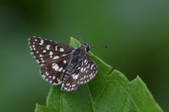 Spialia galba