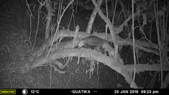 Didelphis pernigra