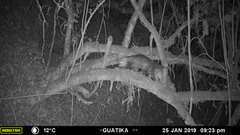 Didelphis pernigra