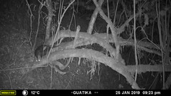 Didelphis pernigra