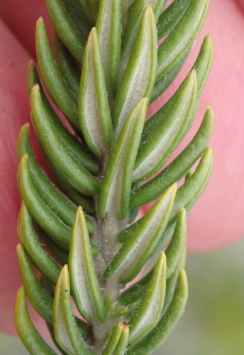 Image of Phylica litoralis by (c) Nicola van Berkel, some rights reserved (CC BY-SA)