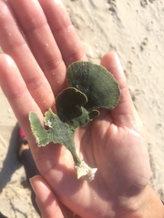 Udotea flabellum
