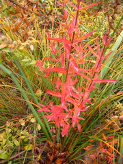 Lythrum salicaria