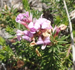 Muraltia knysnaensis