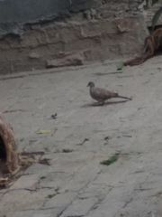 Streptopelia chinensis