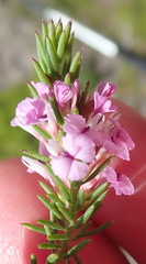 Muraltia knysnaensis