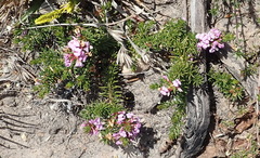 Muraltia knysnaensis