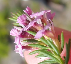 Muraltia knysnaensis