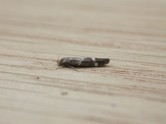 Mompha subbistrigella