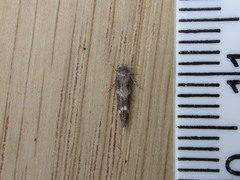 Mompha subbistrigella