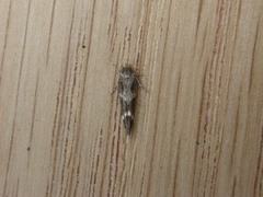 Mompha subbistrigella