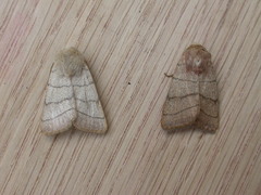 Charanyca trigrammica