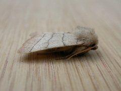 Charanyca trigrammica