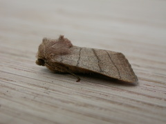 Charanyca trigrammica