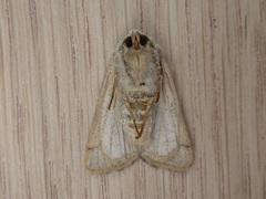 Charanyca trigrammica