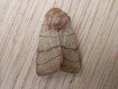 Charanyca trigrammica