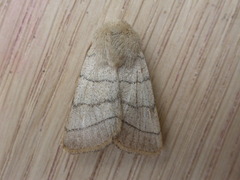 Charanyca trigrammica