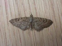 Eupithecia intricata