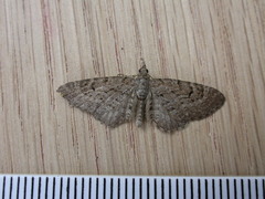 Eupithecia intricata