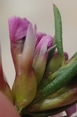 Muraltia knysnaensis