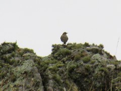 Cinclodes comechingonus