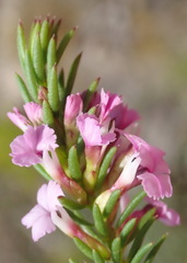 Muraltia knysnaensis