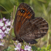 De Prunner's Ringlet - Photo (c) Eugenio Pighi, some rights reserved (CC BY-NC), uploaded by Eugenio Pighi