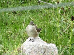 Cinclodes comechingonus