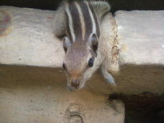 Funambulus pennantii