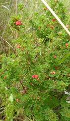 Indigofera stricta
