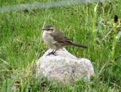 Cinclodes comechingonus