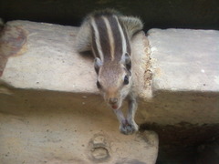 Funambulus pennantii