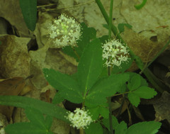 Panax trifolius