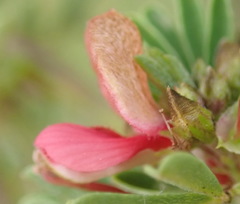 Indigofera stricta