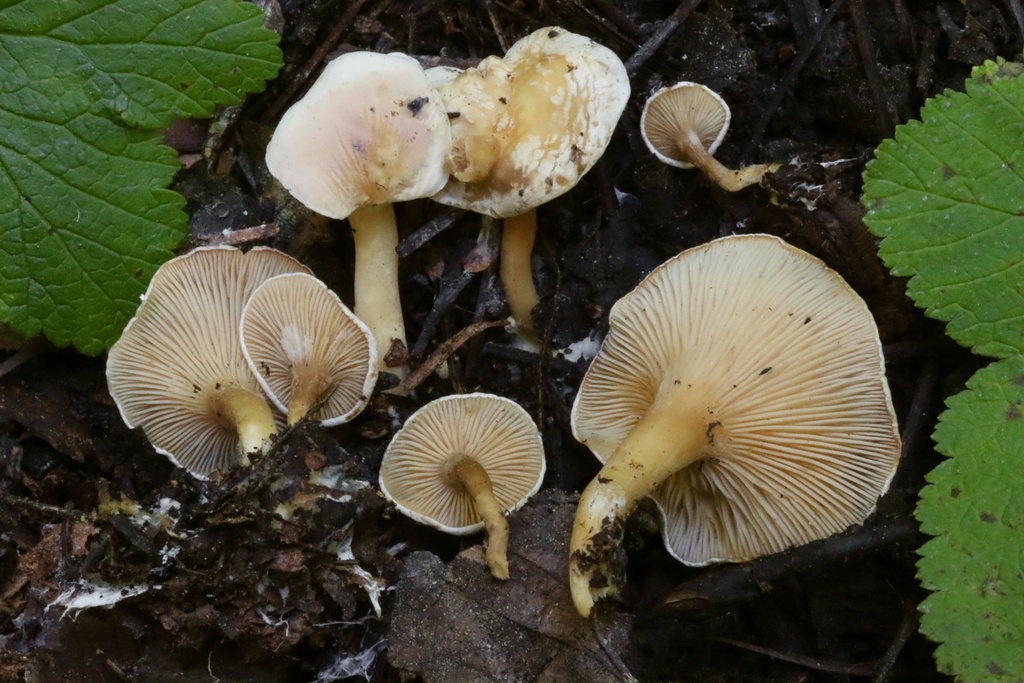 Lulesia