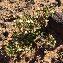 Aspidoglossum heterophyllum