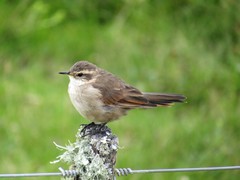 Cinclodes comechingonus