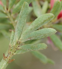 Indigofera stricta
