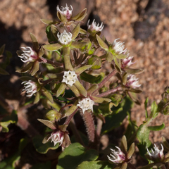 Aspidoglossum heterophyllum