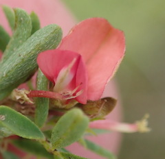Indigofera stricta