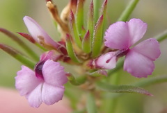 Muraltia knysnaensis